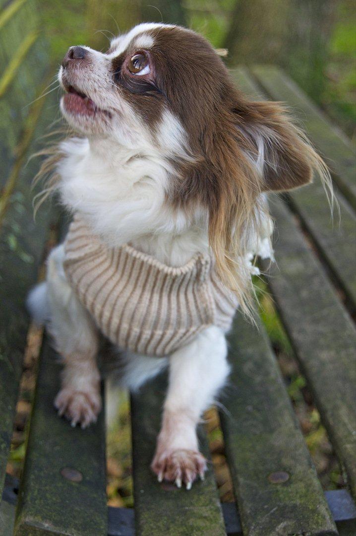 Chihuahua Zitta Von Udani billede 7