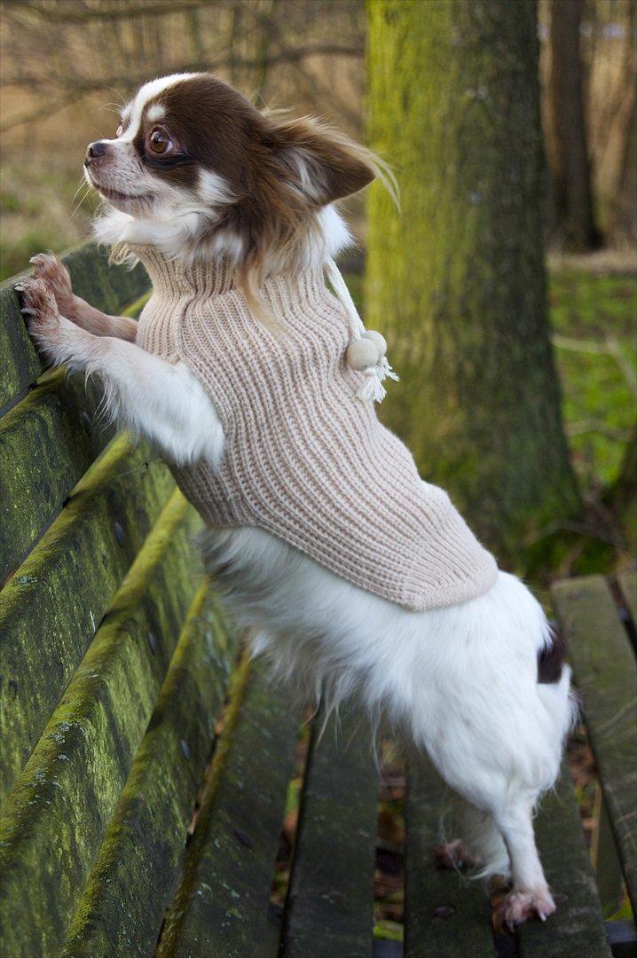 Chihuahua Zitta Von Udani billede 8