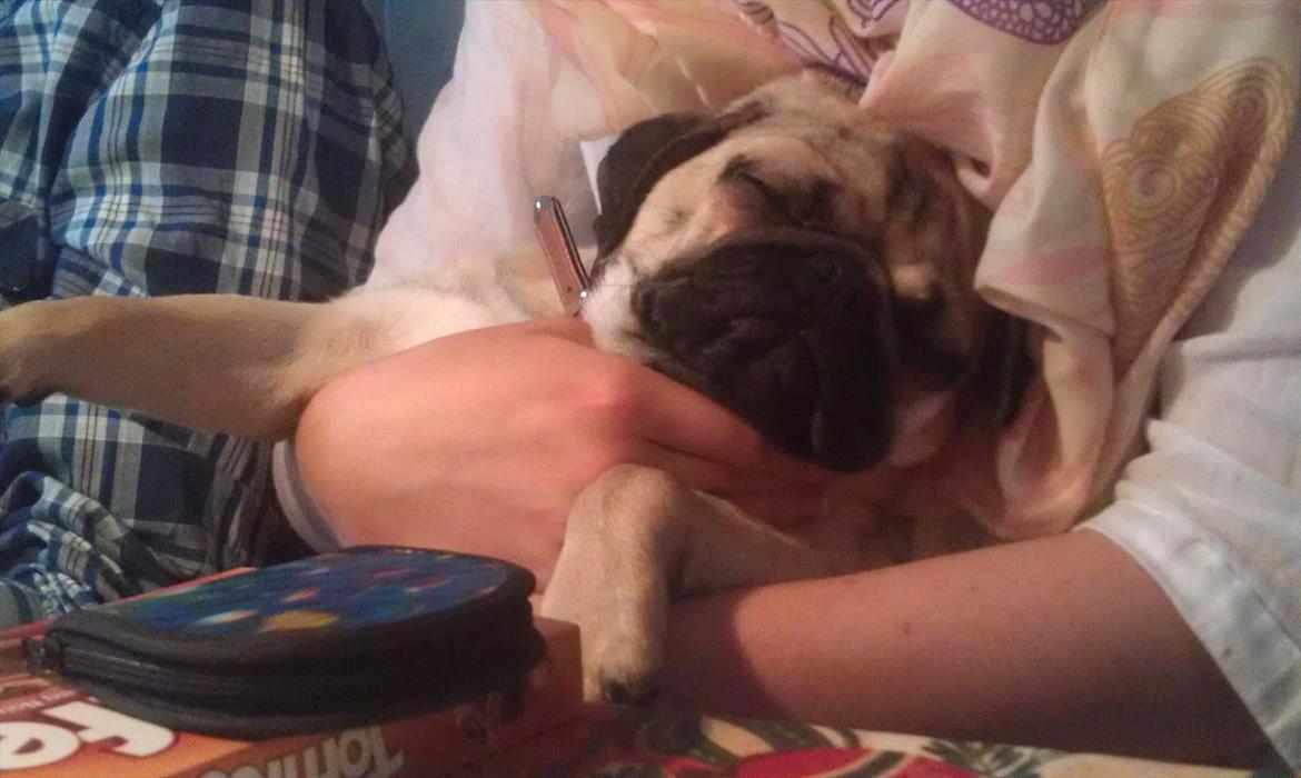 Mops Shanti / Muffi billede 16