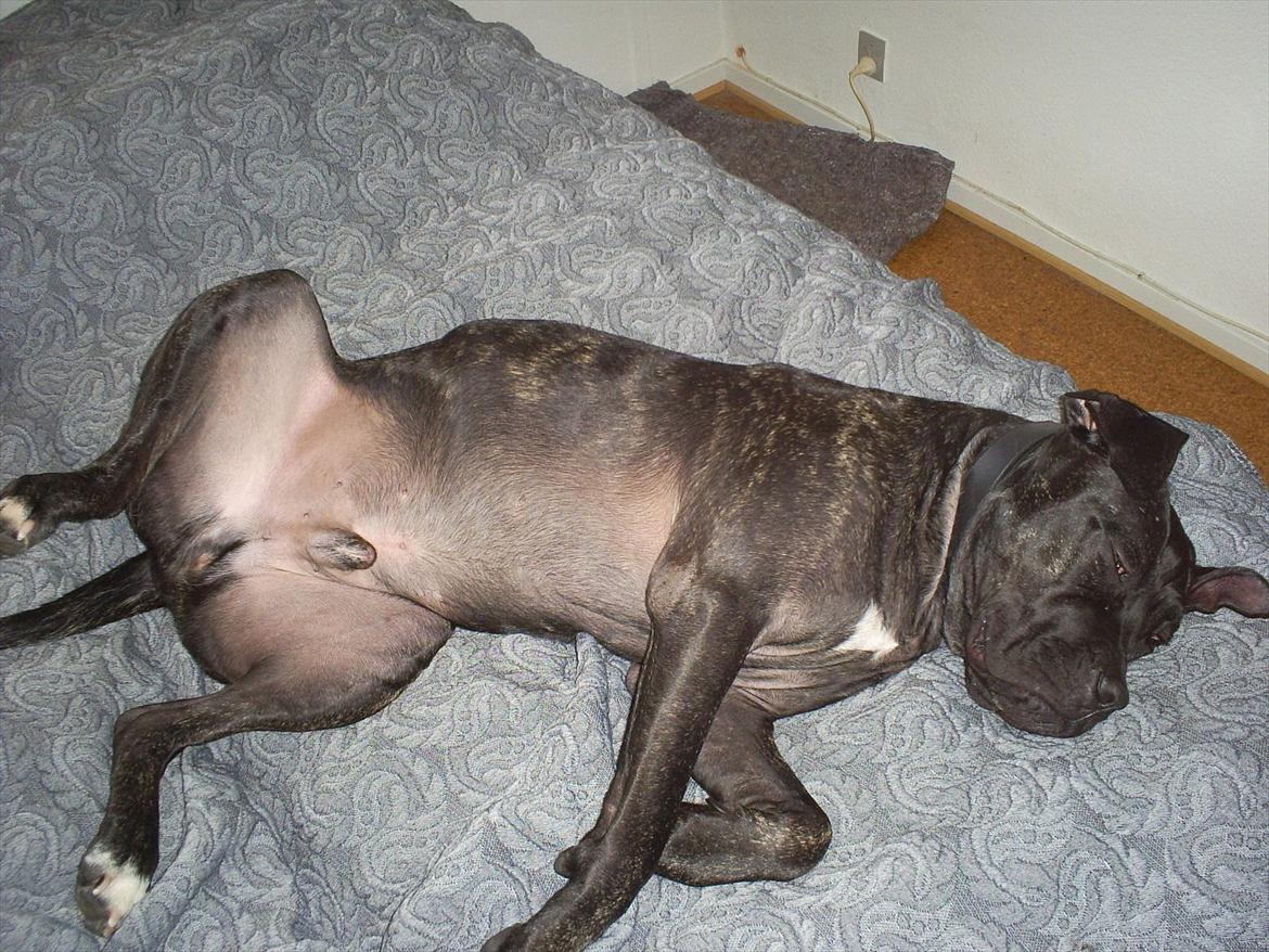 Cane corso Duffy billede 1