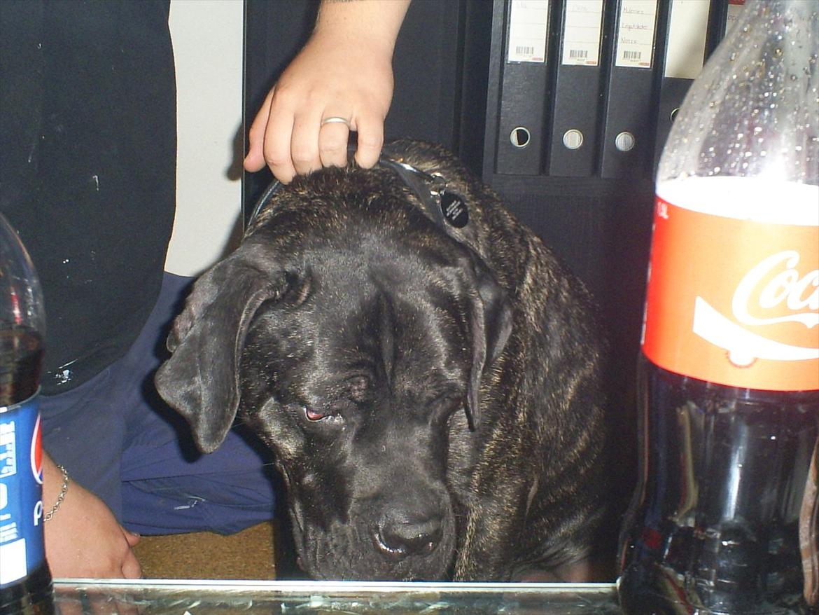 Cane corso Duffy billede 2