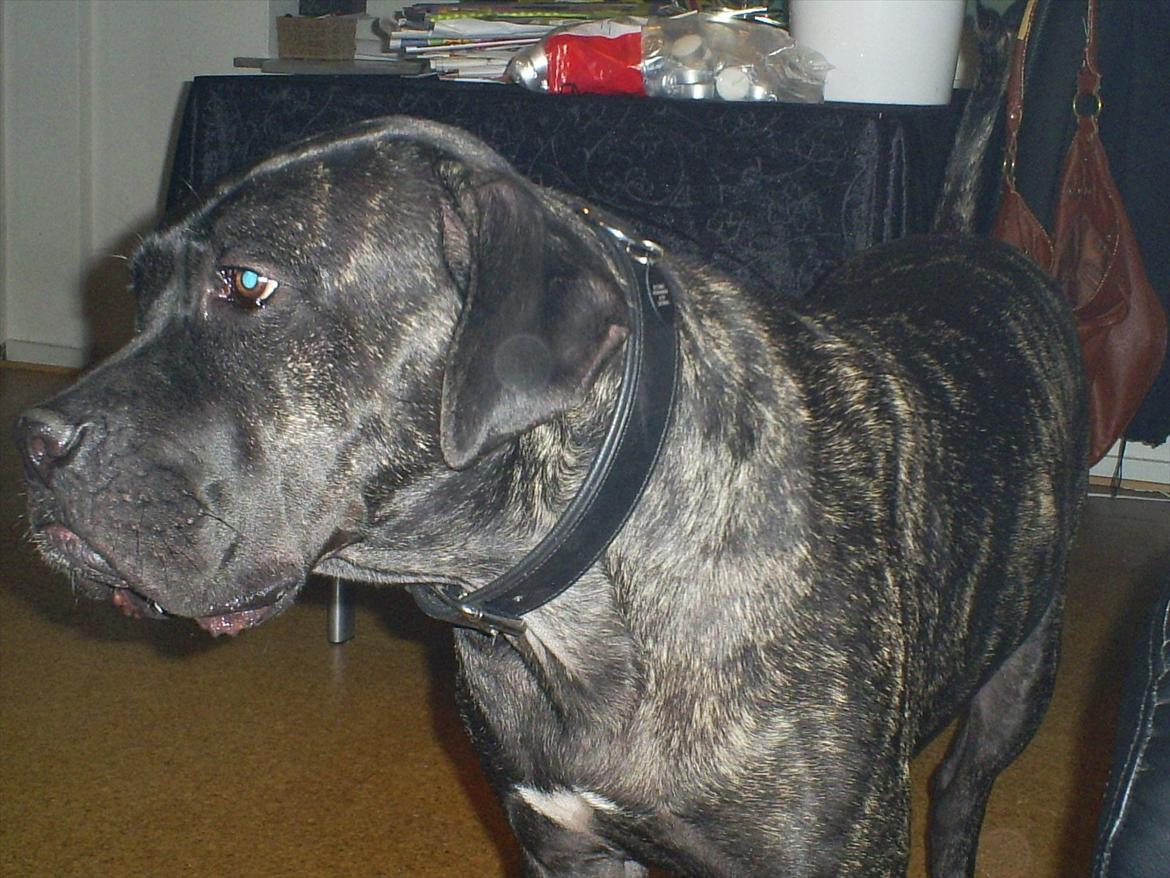 Cane corso Duffy billede 3