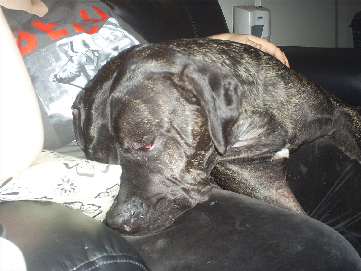Cane corso Duffy billede 4