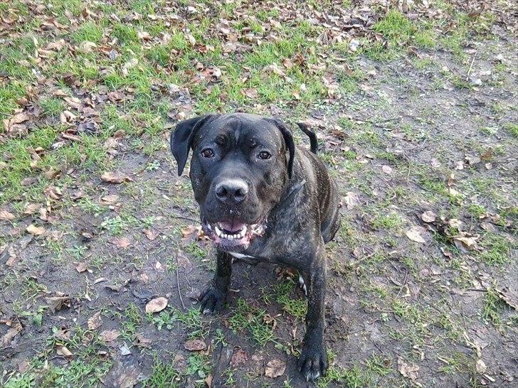 Cane corso Duffy billede 5