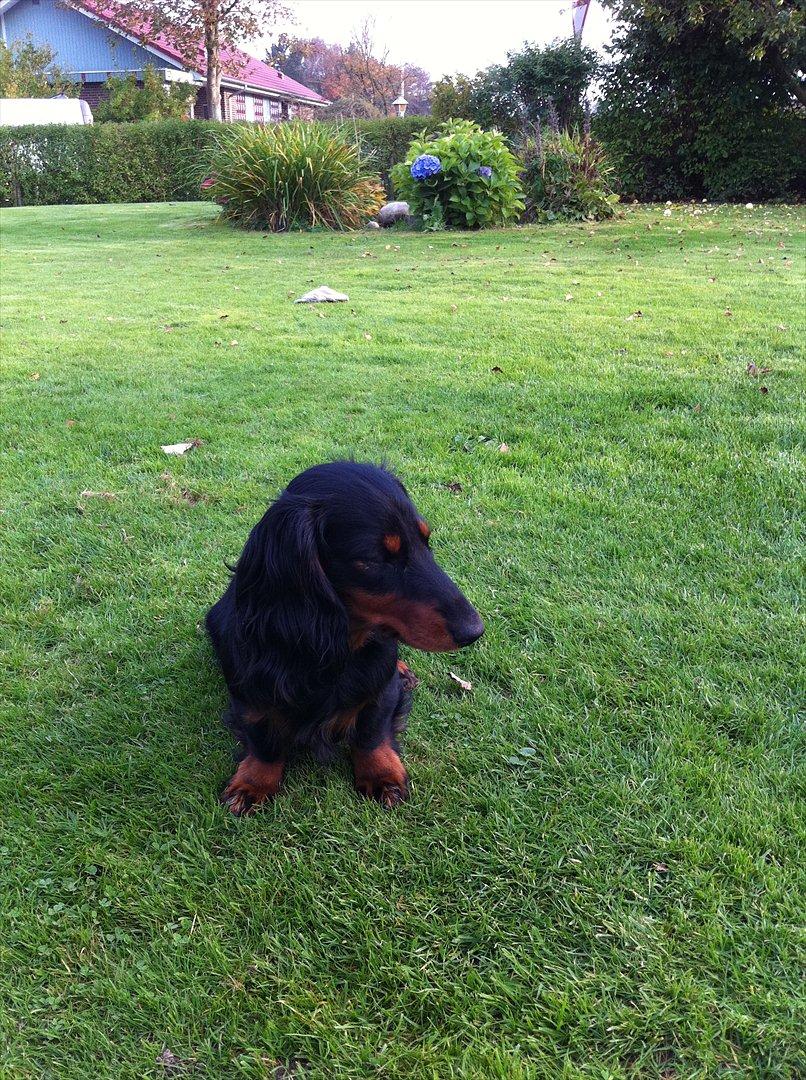 Gravhund Aragon - min dejlige han hund,ARAGON.black an tan billede 1