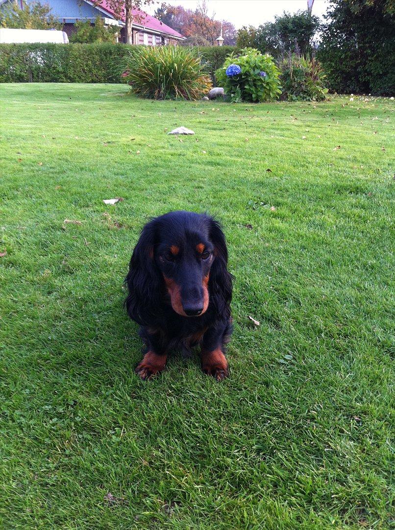 Gravhund Aragon billede 2