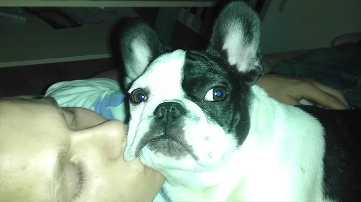 Fransk bulldog Hund billede 15