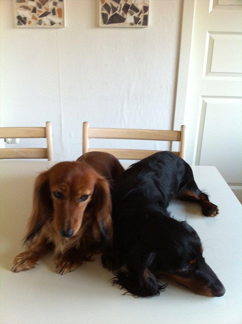 Gravhund Aragon billede 4