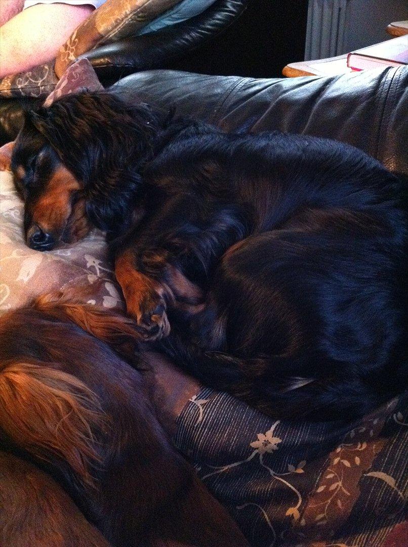 Gravhund Aragon billede 6