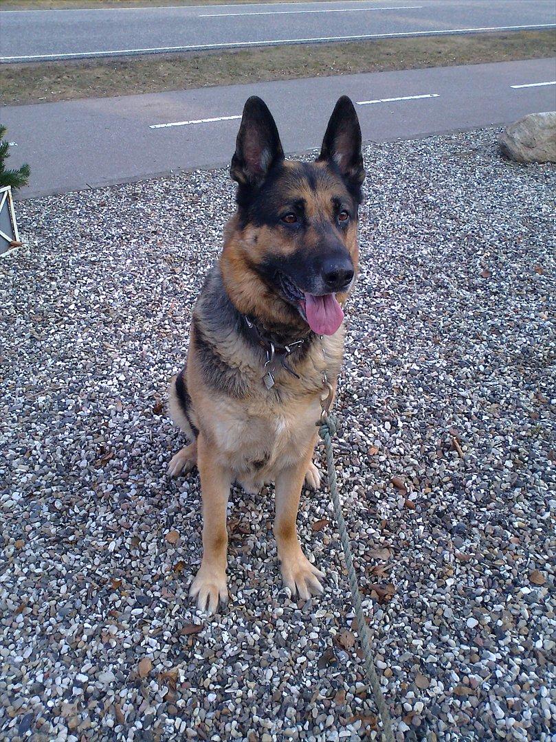 Schæferhund King (Bedste`s Hund) billede 1