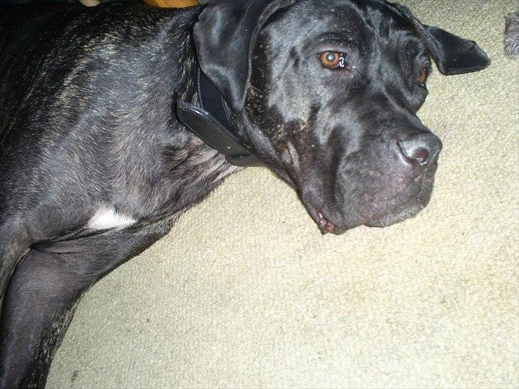 Cane corso Duffy billede 6