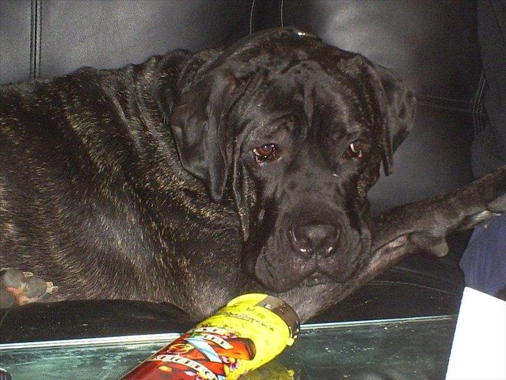 Cane corso Duffy billede 7