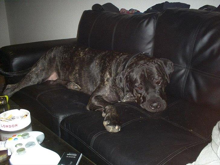 Cane corso Duffy billede 8