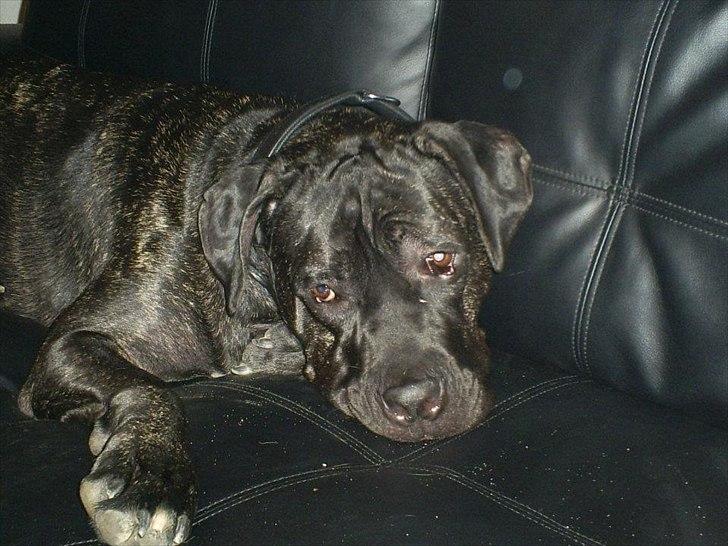 Cane corso Duffy billede 9