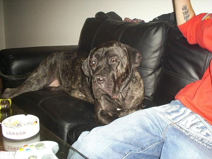 Cane corso Duffy billede 10