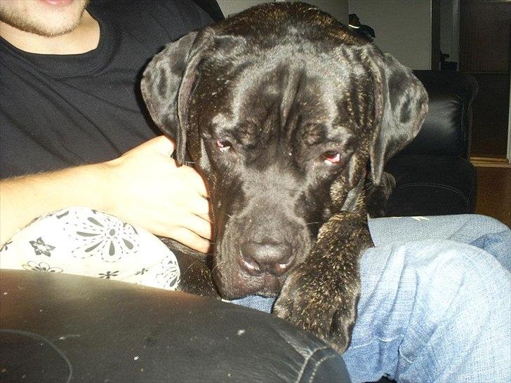 Cane corso Duffy billede 11