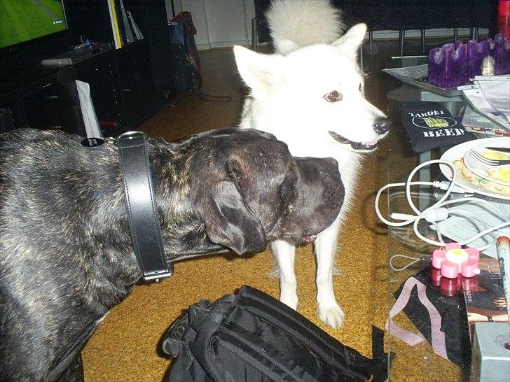 Cane corso Duffy billede 12