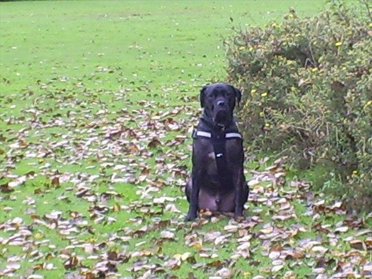 Cane corso Duffy billede 13