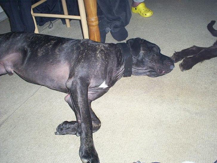 Cane corso Duffy billede 14