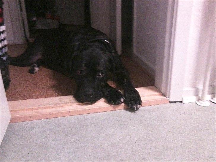 Cane corso Duffy billede 15