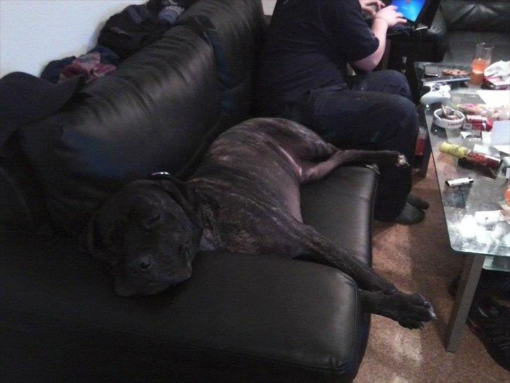 Cane corso Duffy billede 16