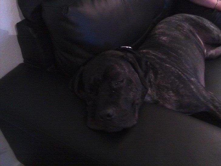 Cane corso Duffy billede 17