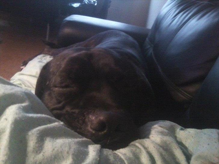 Cane corso Duffy billede 18