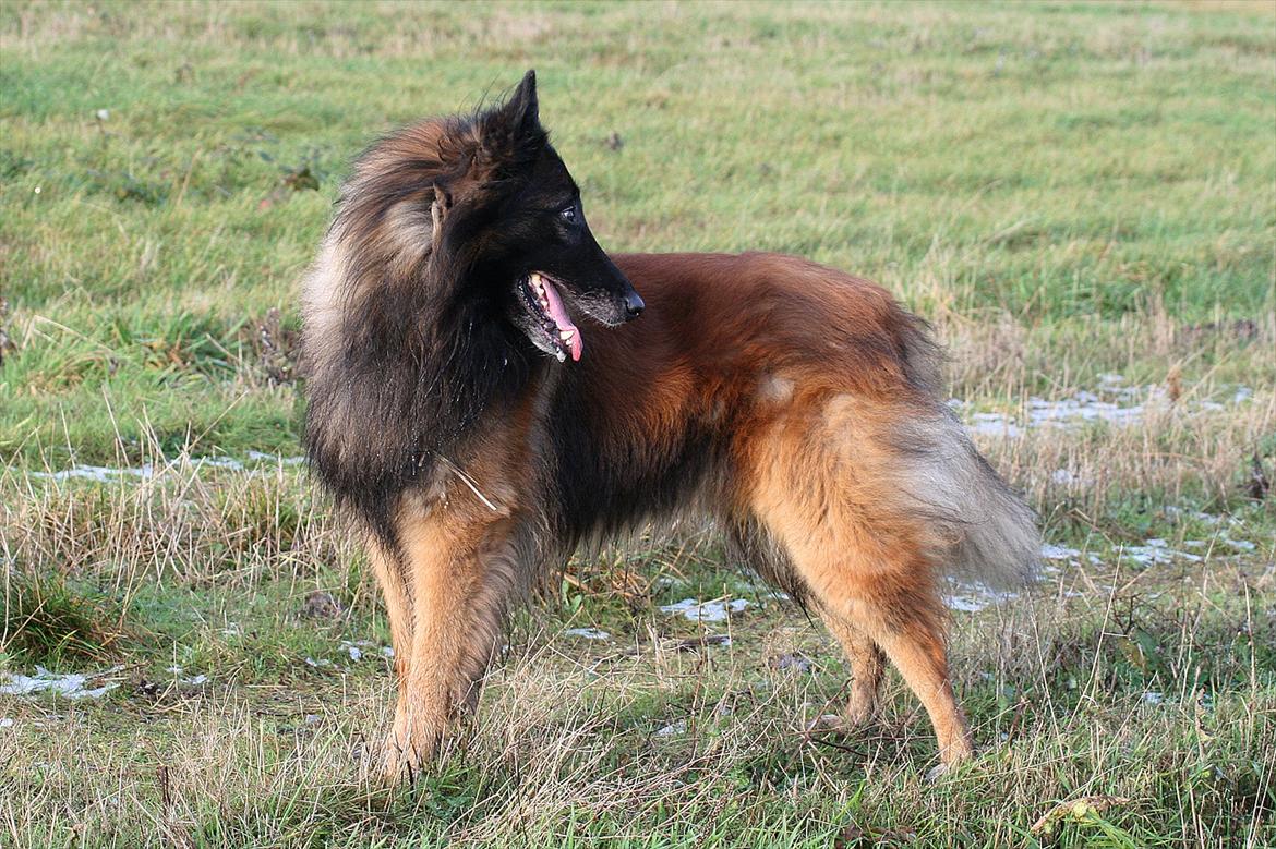 Tervueren Lucky billede 1