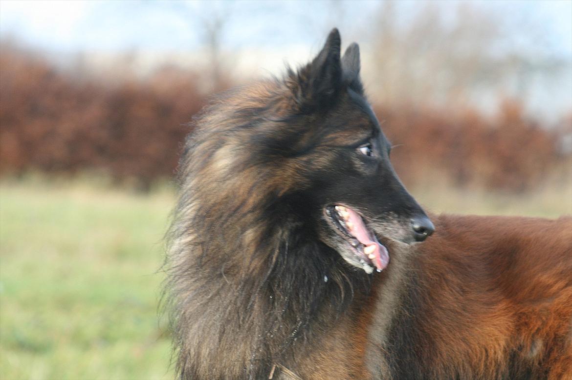 Tervueren Lucky billede 2