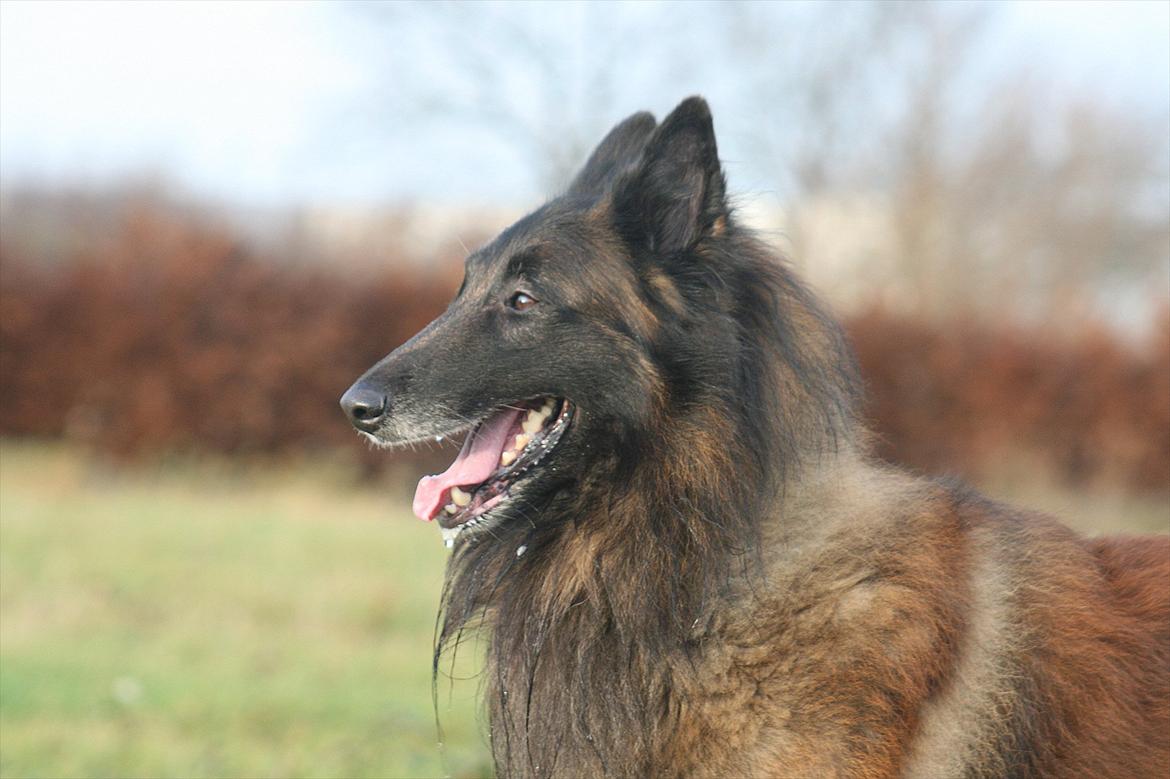 Tervueren Lucky billede 3