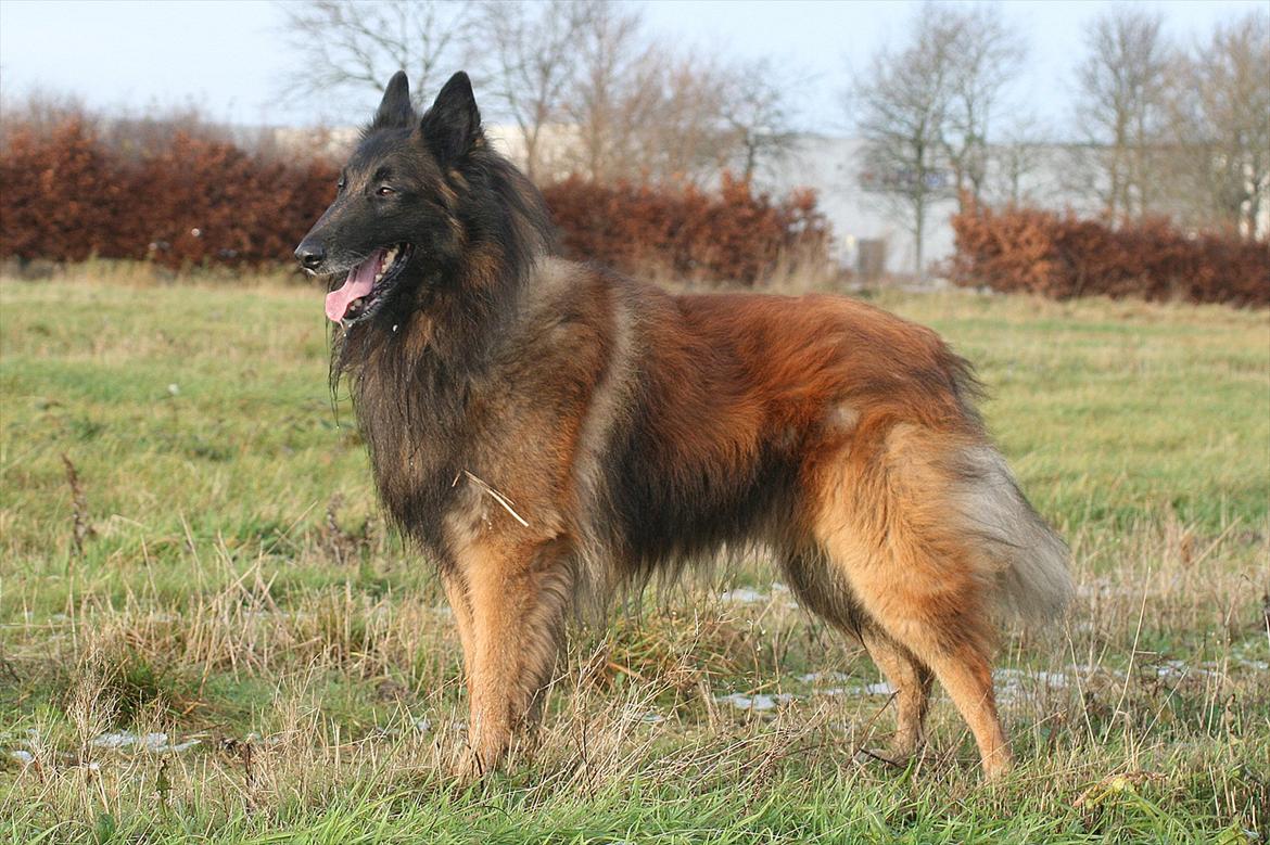 Tervueren Lucky billede 4