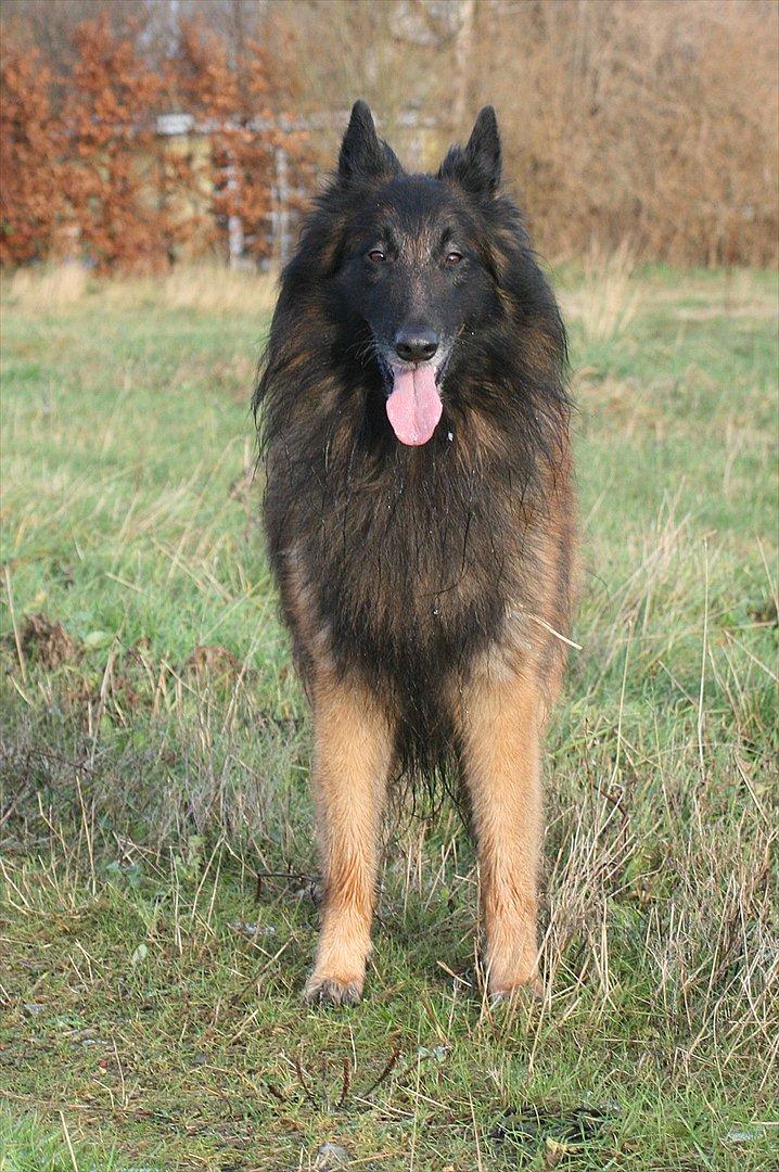 Tervueren Lucky billede 5