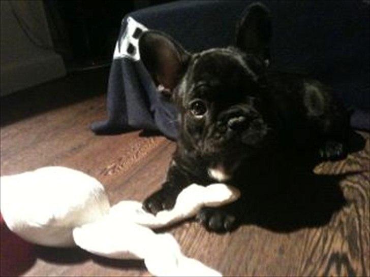 Fransk bulldog CherryCoke - Cherrys første nat - frisk og frejdig, men ikke ked af det. billede 2