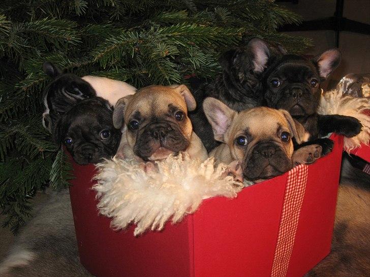 Fransk bulldog CherryCoke - Cherry og hendes søskende et par dage før afhentning:) billede 1