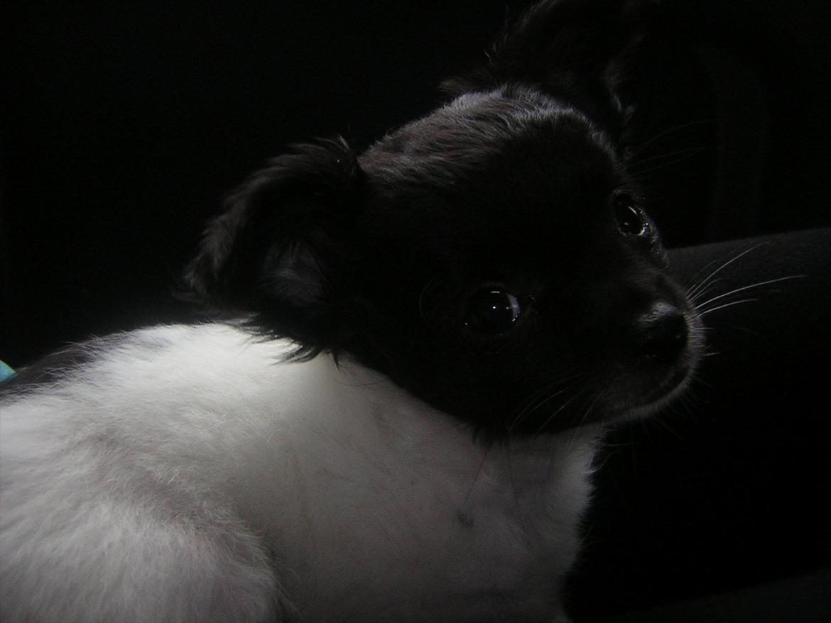 Chihuahua Mille <3 billede 1