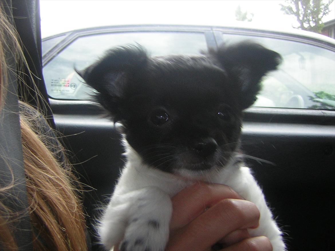 Chihuahua Mille <3 billede 2