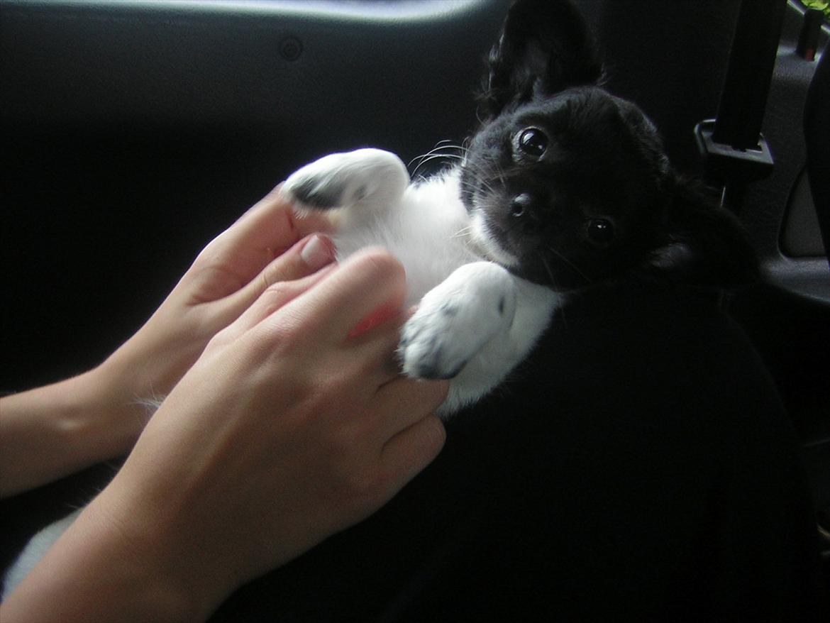 Chihuahua Mille <3 billede 3