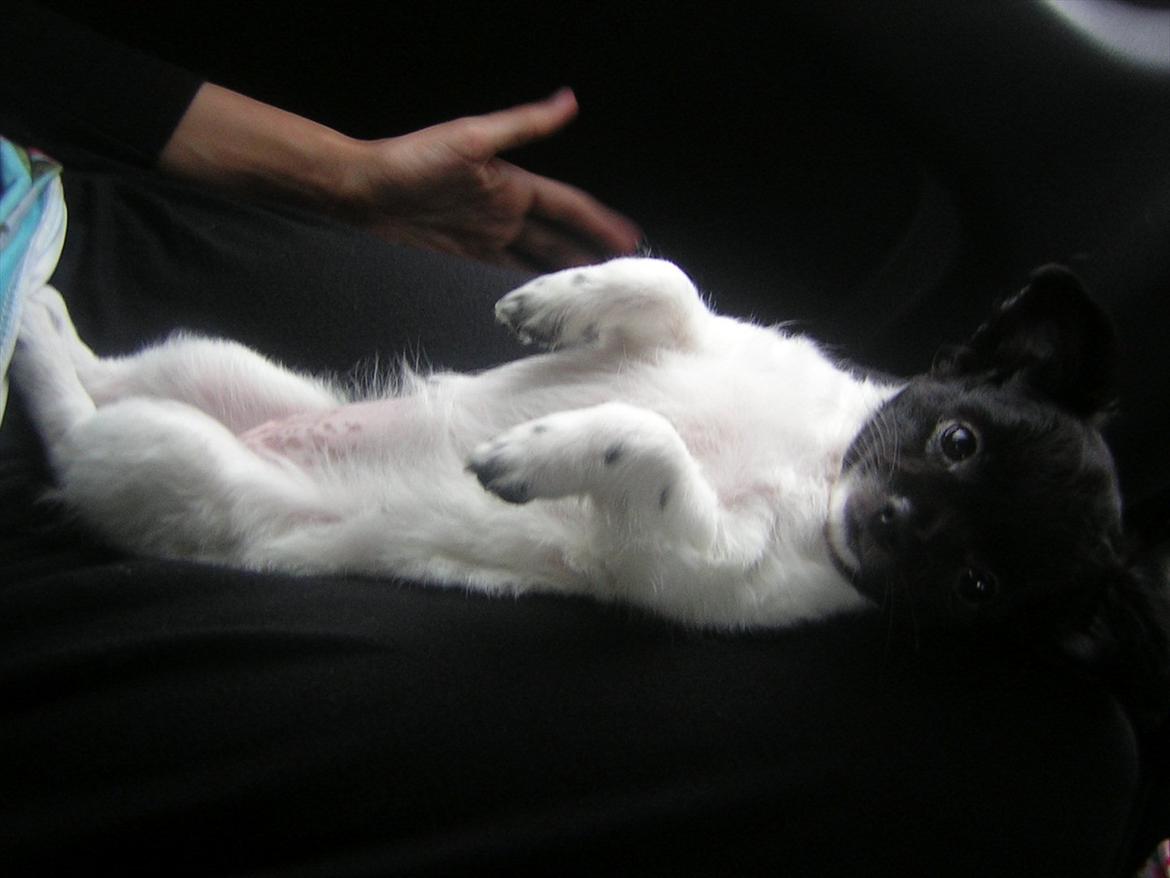 Chihuahua Mille <3 billede 4