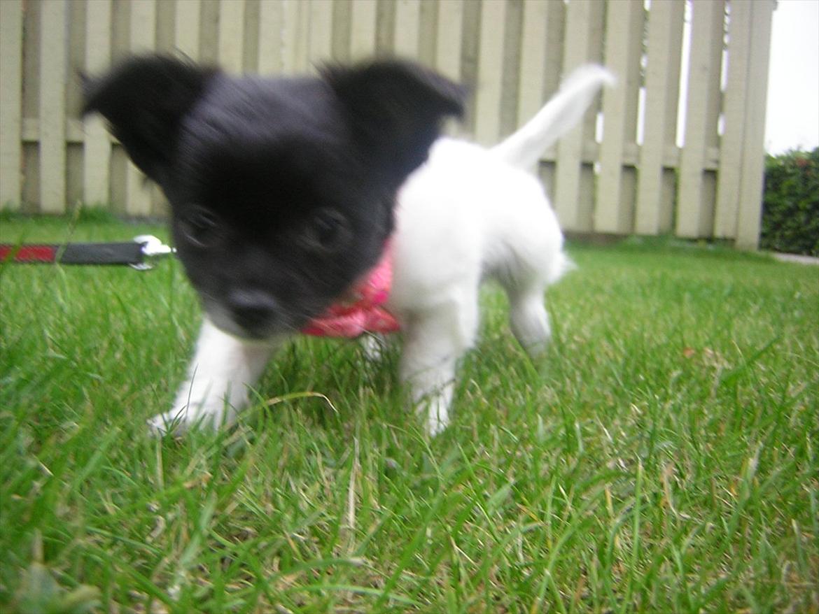 Chihuahua Mille <3 billede 14