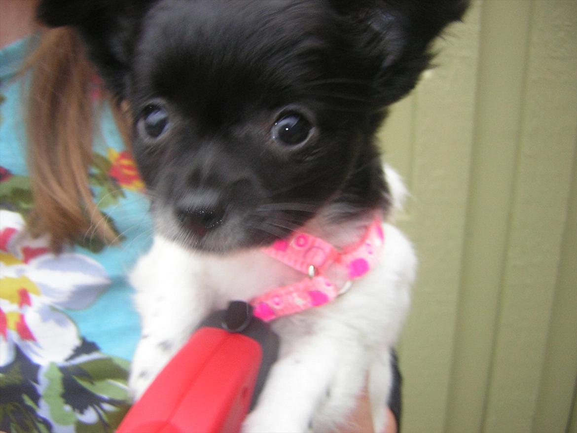 Chihuahua Mille <3 billede 5