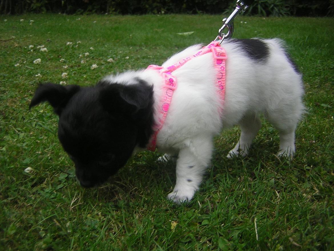 Chihuahua Mille <3 billede 8