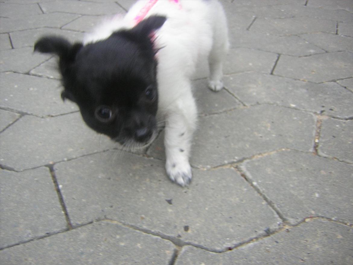 Chihuahua Mille <3 billede 10