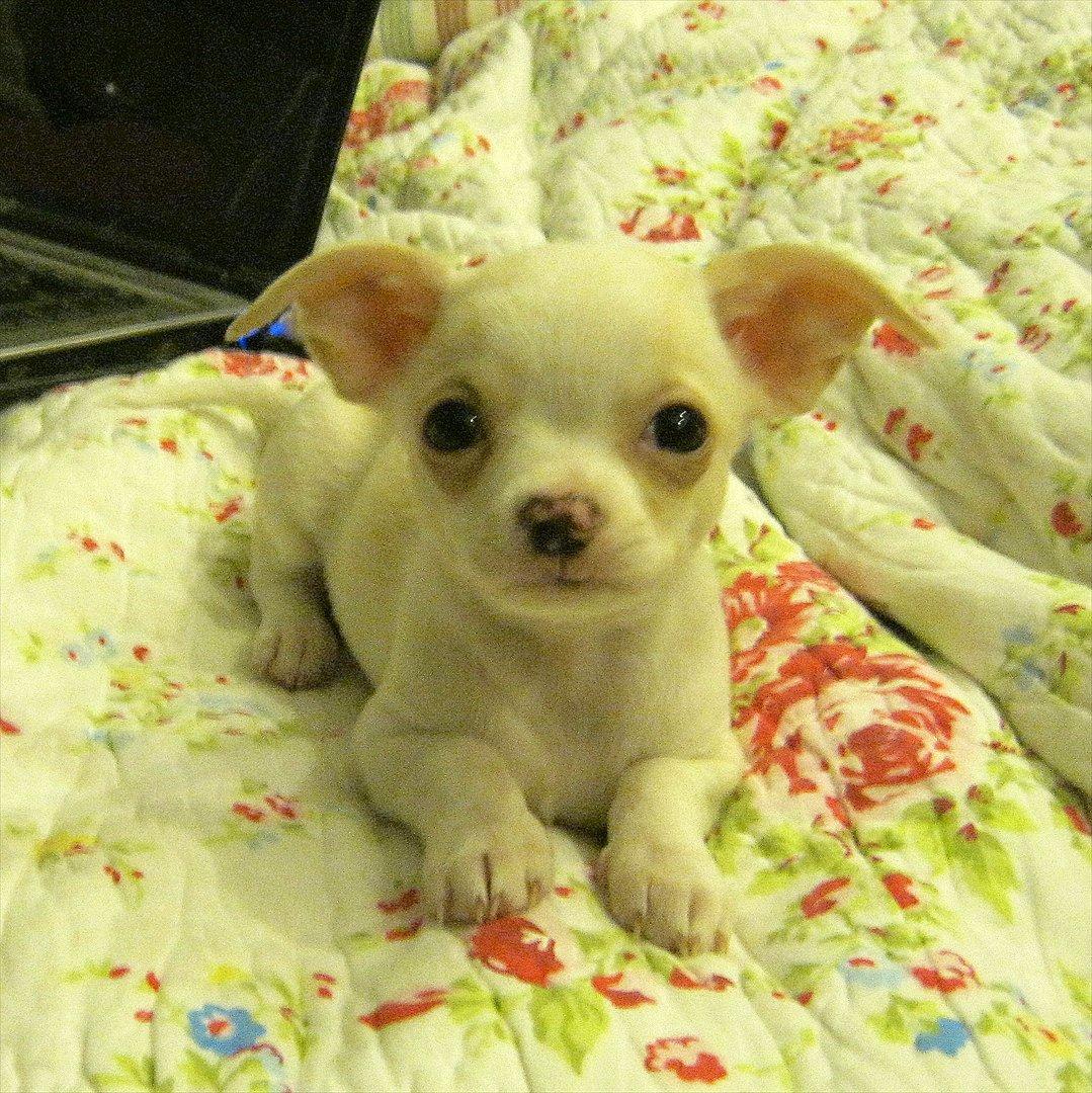 Chihuahua Dee Kay Excellent Eja (Minnie) - Hej! Jeg hedder Minnie, og velkommen til min profil :-) billede 2