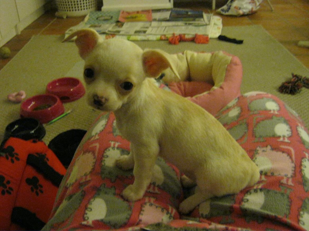 Chihuahua Dee Kay Excellent Eja (Minnie) - Er jeg ikke sød?  billede 3