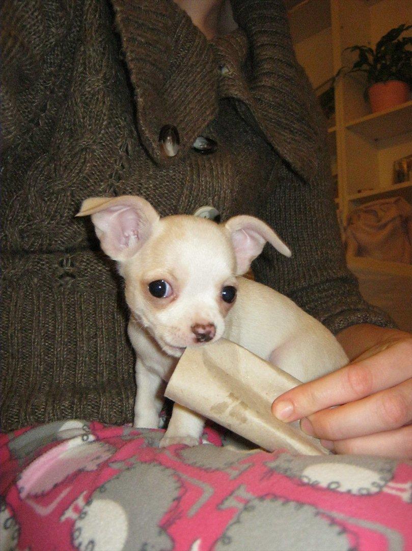 Chihuahua Dee Kay Excellent Eja (Minnie) - Jeg har fanget en toiletrolledims. Mums! billede 4