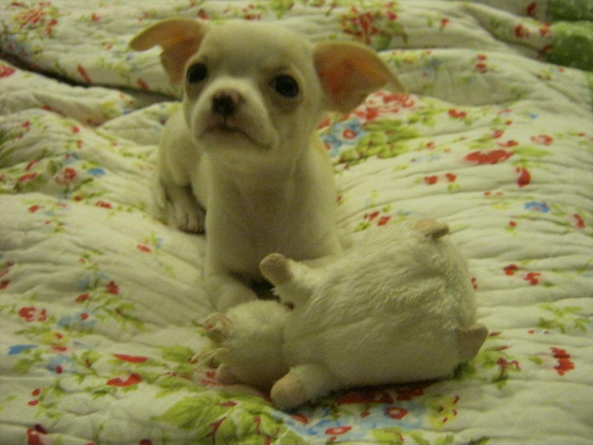 Chihuahua Dee Kay Excellent Eja (Minnie) - Det her er min yndlingsbamse - Mr. Mus. :-) billede 5