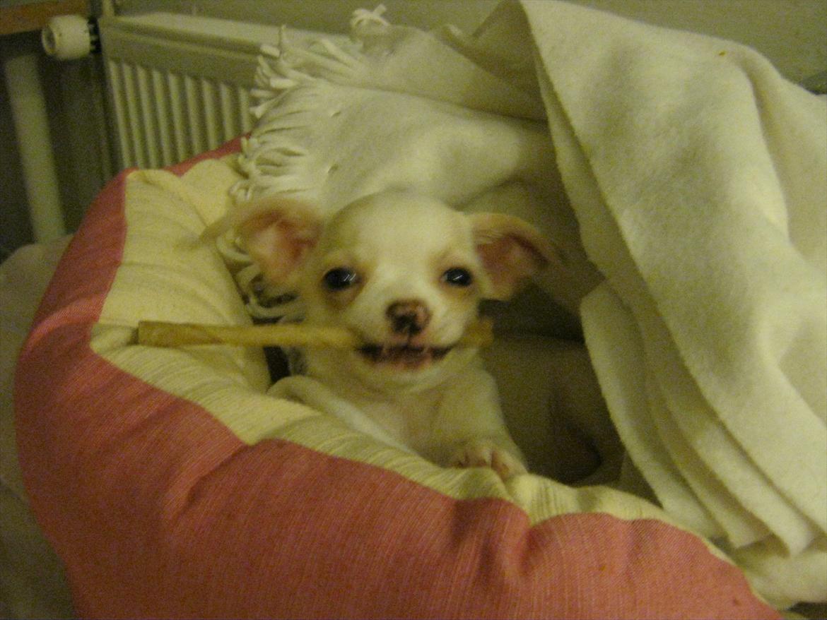 Chihuahua Dee Kay Excellent Eja (Minnie) - hehe, jeg kan også smile :-D
Og så eeelsker jeg tyggepinde! billede 6