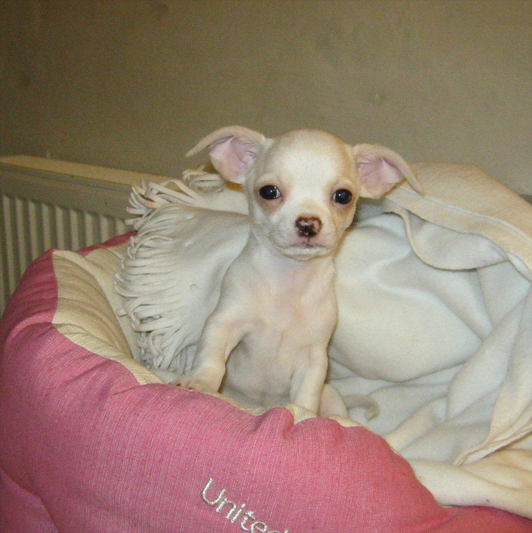 Chihuahua Dee Kay Excellent Eja (Minnie) - jeg er lige vågnet, og er stadig søvnig :-)
 billede 7