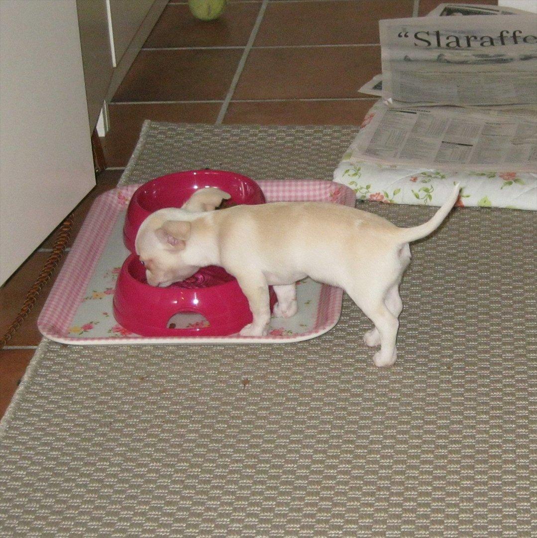 Chihuahua Dee Kay Excellent Eja (Minnie) - Alt den leg gør mig så tørstig :-) billede 8