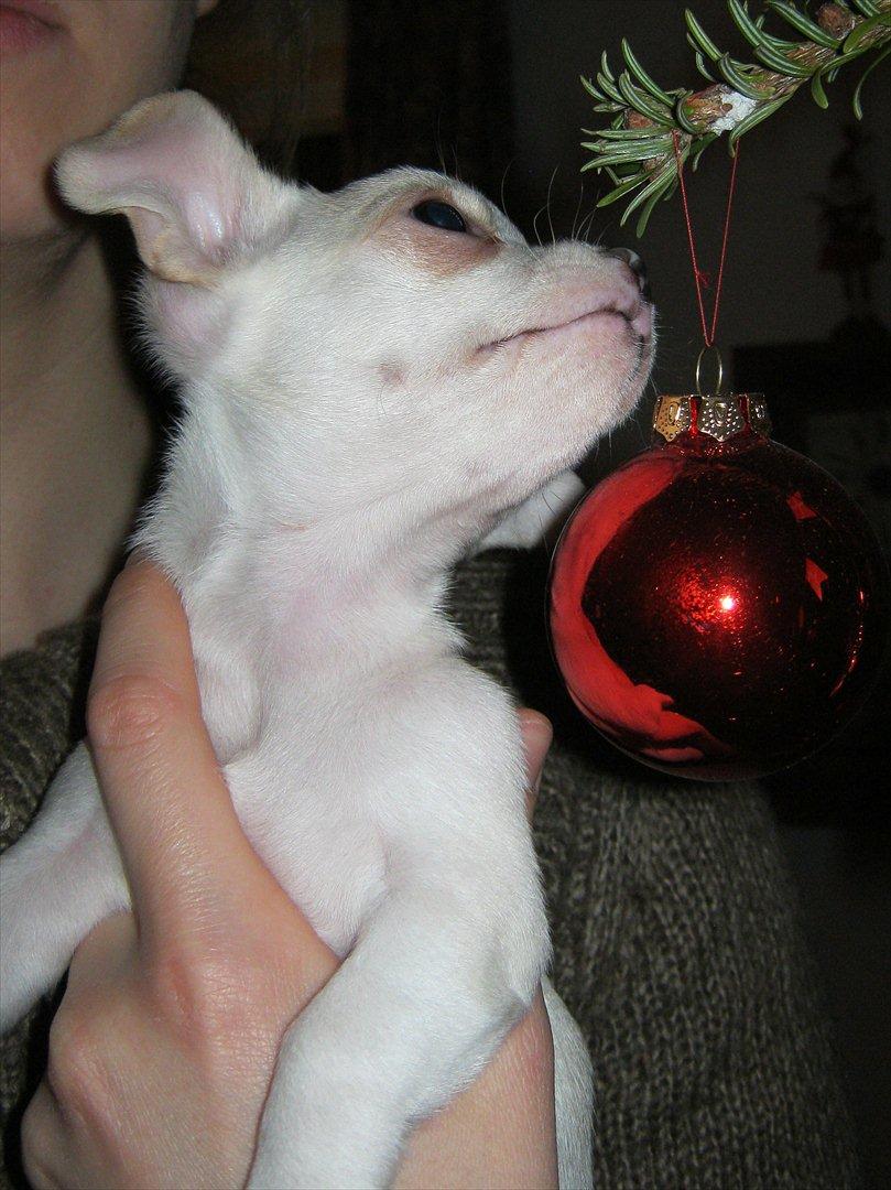 Chihuahua Dee Kay Excellent Eja (Minnie) - Mon man kan spise juletræet?? :-p billede 9